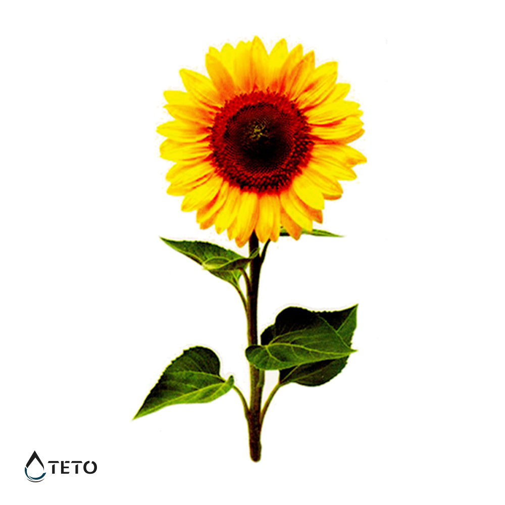 Girasol